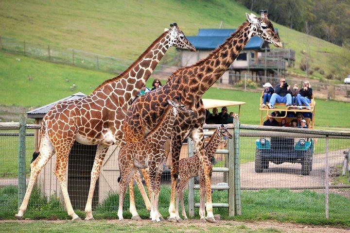 Safari West Sonoma Adventure Tour