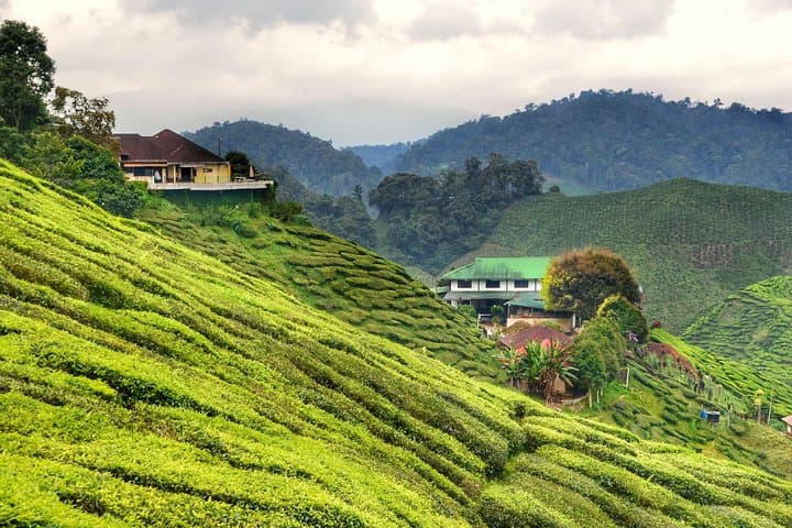 Full-Day Cameron Highlands & Batu caves Tour