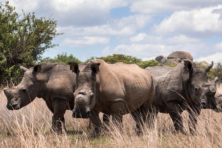4-Day L. Nakuru- Maasai Mara Big 5 Safari