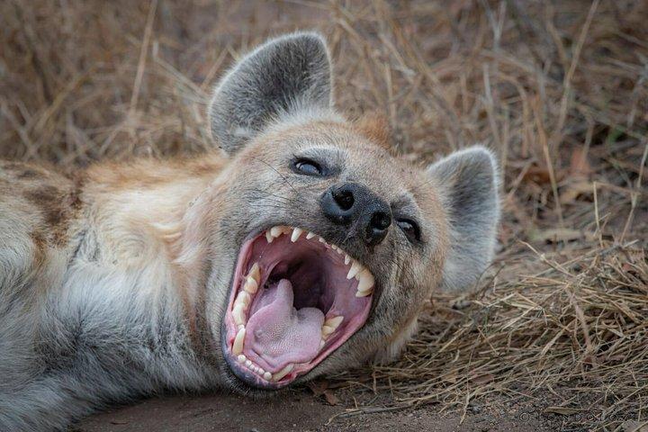 4-Day L. Nakuru- Maasai Mara Big 5 Safari