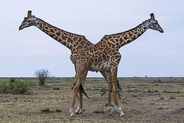 4-Day L. Nakuru- Maasai Mara Big 5 Safari