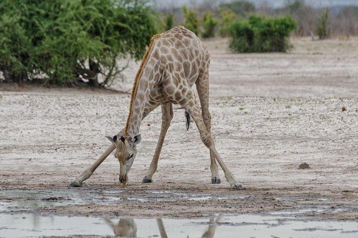 chobe Day trip