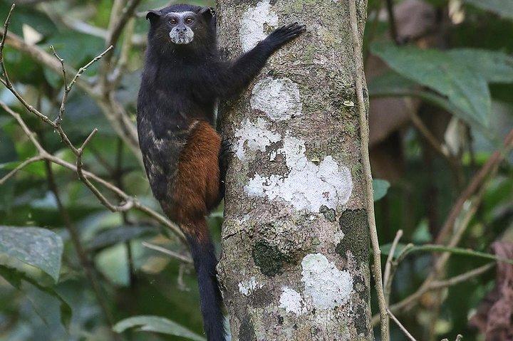4 Day Tambopata & Puerto Maldonado Tour – Explore the Amazon