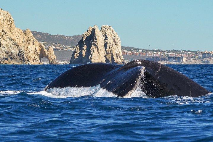 Humpback Whale Watching Tour in Cabo San Lucas