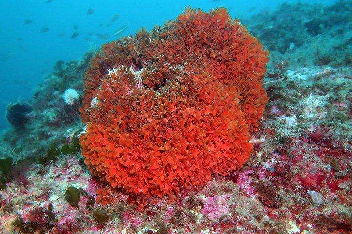 Snorkeling tour around the Isola Bella Nature Reserve