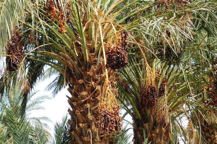 2-Days Zagora Tour from Marrakech Including the Atlas Mountains and Camel Trek