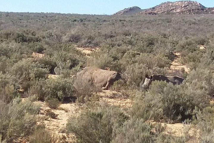 Big 5 Full Day Safari Aquila Lunch plus Breakfast From Cape Town