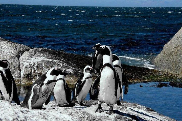 Cape of Good Hope, Cape Point & Penguins Private Afternoon Tour