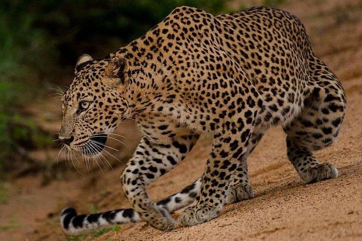 Sri Lanka budget tour package 8 days with driver,vehicle and H/B accommodations.