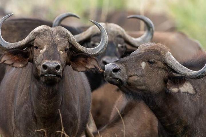 12-Day Kenya-Tanzania Experience Safari