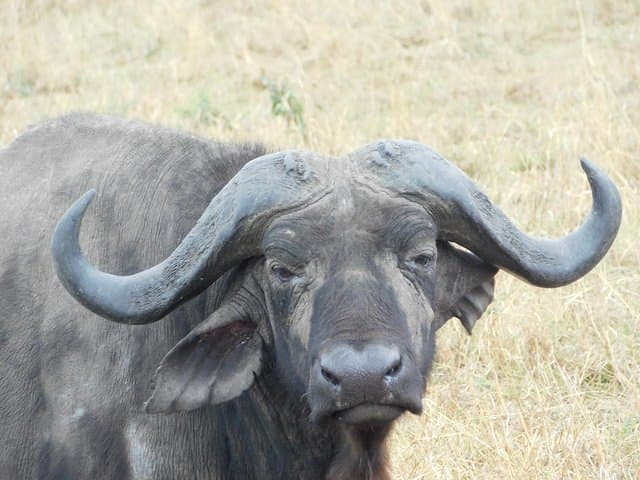4 Day Private Masai Mara National Reserve & Lake Nakuru National Park Safari