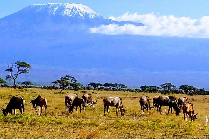 6 Days Kenya Safari
