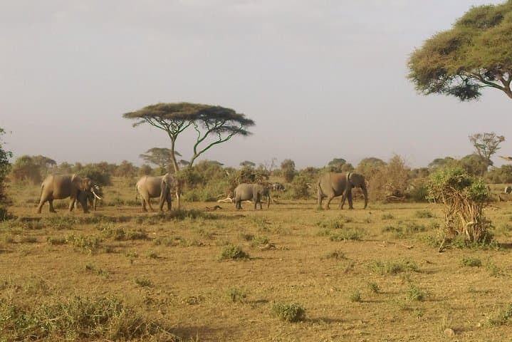 6 Days Kenya Safari