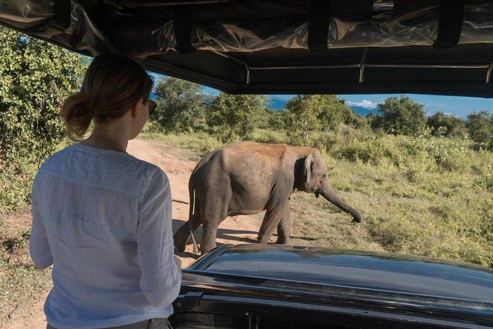 Udawalawe National Park Morning or Afternoon Game Drive