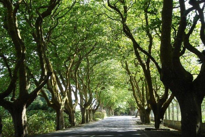 West Coast Van Tour (Half Day) | Terceira Island