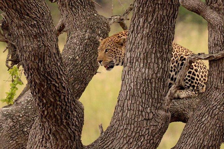 Budget 3 Day Kruger Safari from Johannesburg
