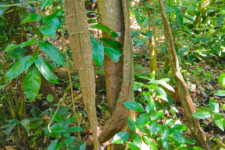 Private Tour Singapore Botanic Garden (UNESCO)