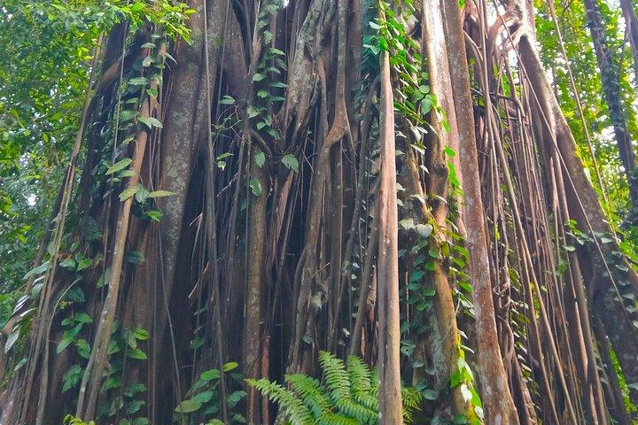 Private Tour Singapore Botanic Garden (UNESCO)