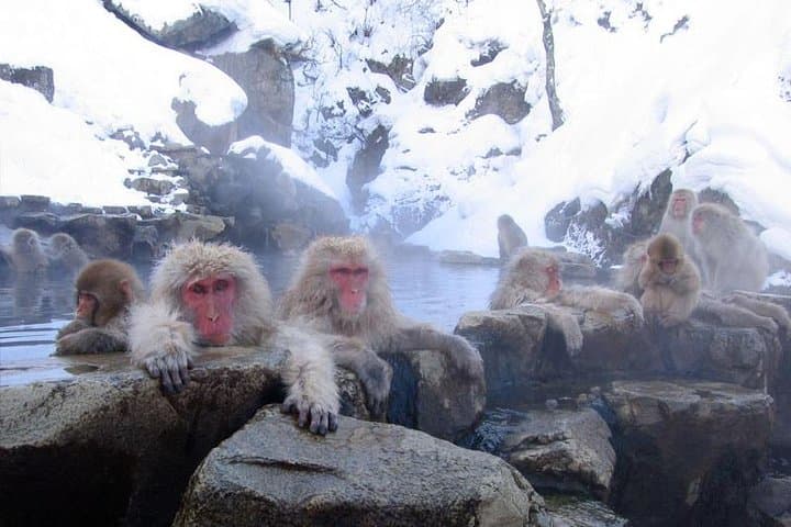 Full Day Snow Monkey Park Tour, From/To Tokyo, 2-12 guests