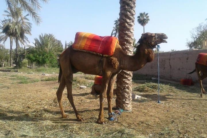 Camel ride at sunset in Marrakech palm grove