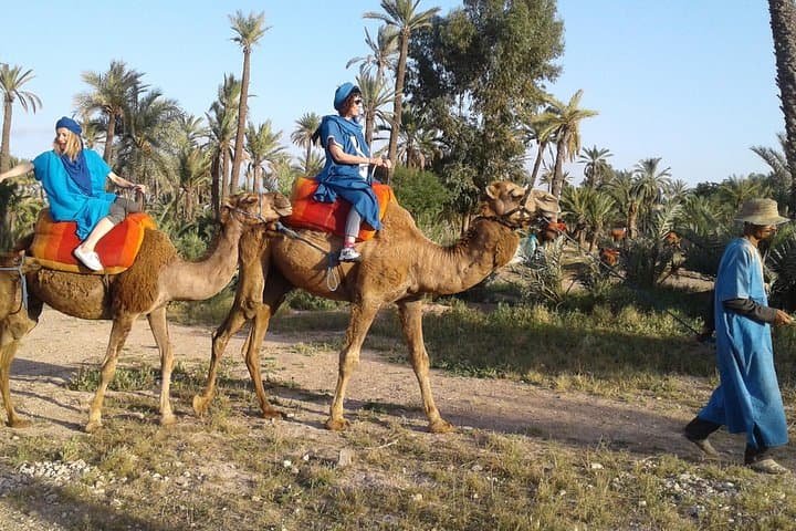 Camel ride at sunset in Marrakech palm grove