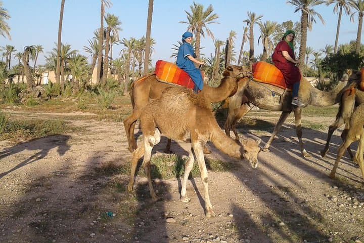Camel ride at sunset in Marrakech palm grove