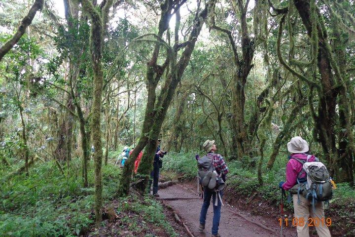 Kilimanjaro Day Hike