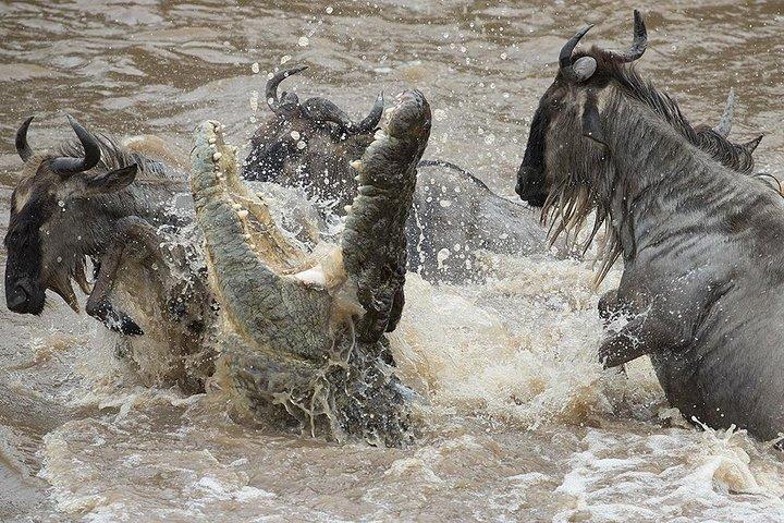 8-Day Masai Mara - Lake Naivasha- Lake Nakuru- Amboseli