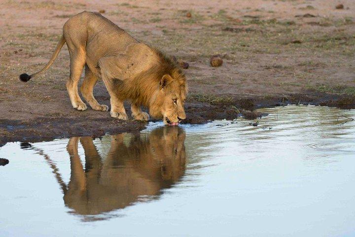 8-Day Masai Mara - Lake Naivasha- Lake Nakuru- Amboseli
