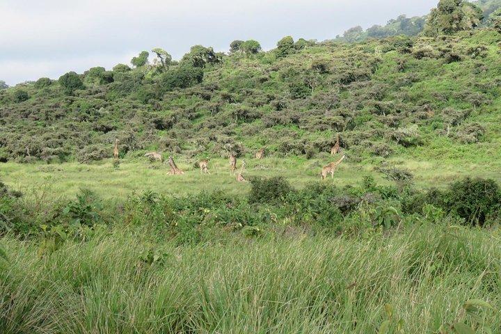 3 days Tanzania Camping Safari