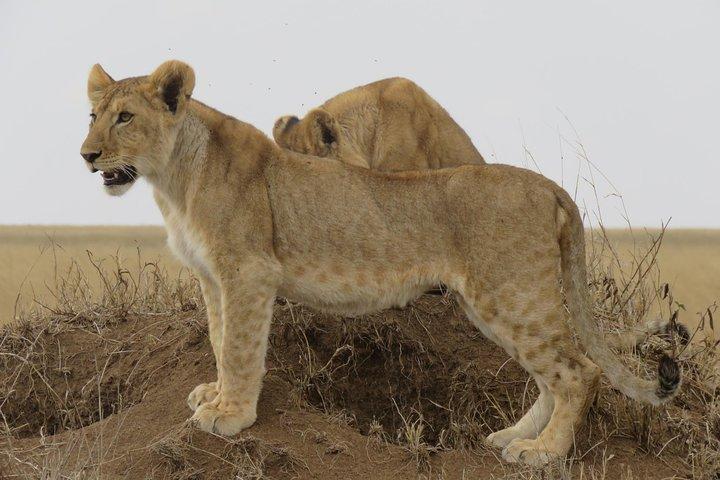 3 days Tanzania Camping Safari