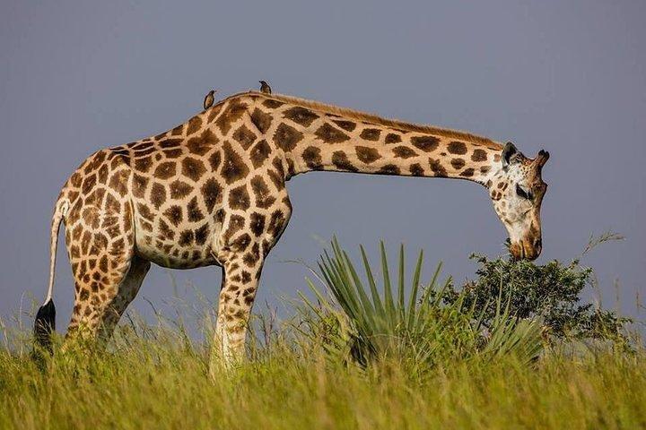 3 Day Private safari to Murchison Falls National Park with Big Five Experience