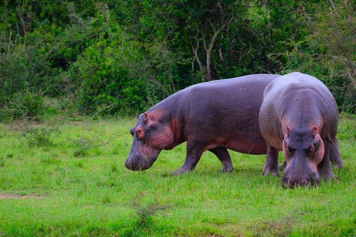3 Day Private safari to Murchison Falls National Park with Big Five Experience