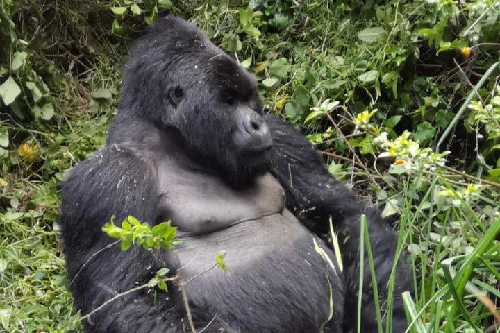 1 Day Gorilla Trekking Mgahinga Gorilla NP & Lake Bunyonyi