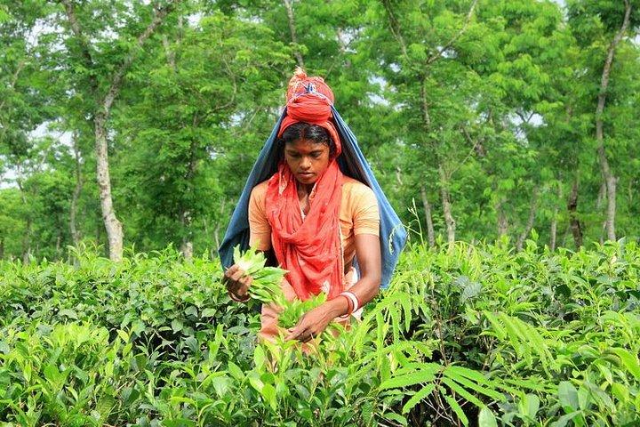 Private Tour: 5 Days - Bangladesh Nature & Culture Tour - North-eastern part