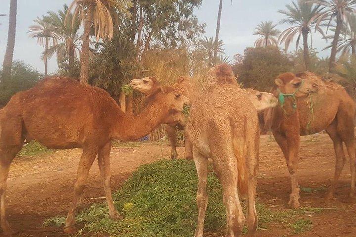 Marrakech Camel Safari at Agafay Desert