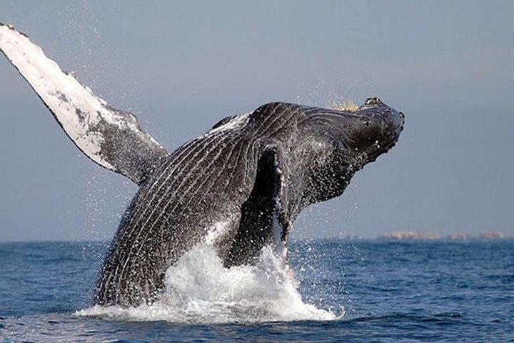 Whale Watching in Cabo San Lucas: Sightseeing Cruise and Shopping