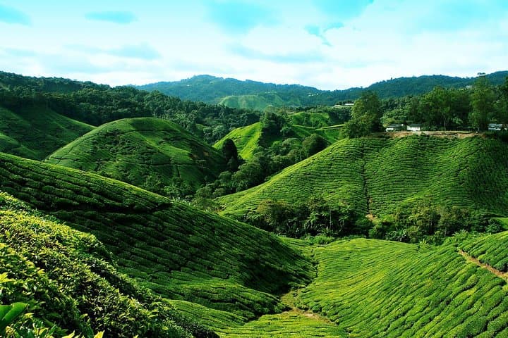 Cameron Highland Day Tour From Kuala Lumpur By Group