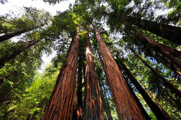 San Francisco to Muir Woods Shuttle