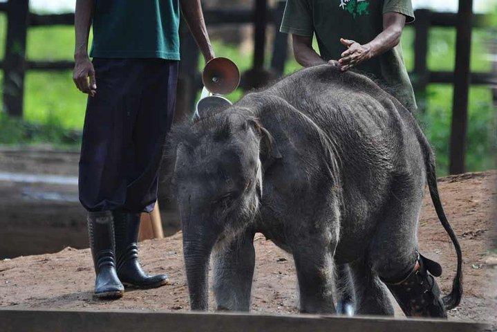 Private Half Day Tour: Udawalawe National Park with Elephant Transit Home Visit