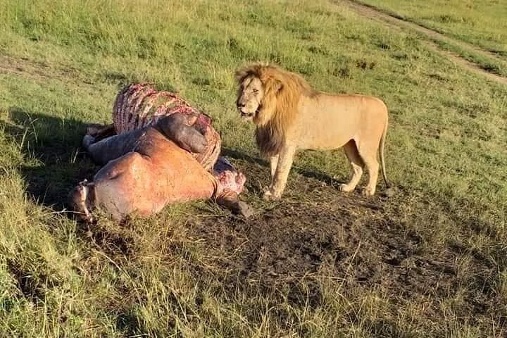 3 days Masai Mara wildebeest Migration Budget Safari