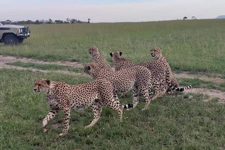 3 days Masai Mara wildebeest Migration Budget Safari