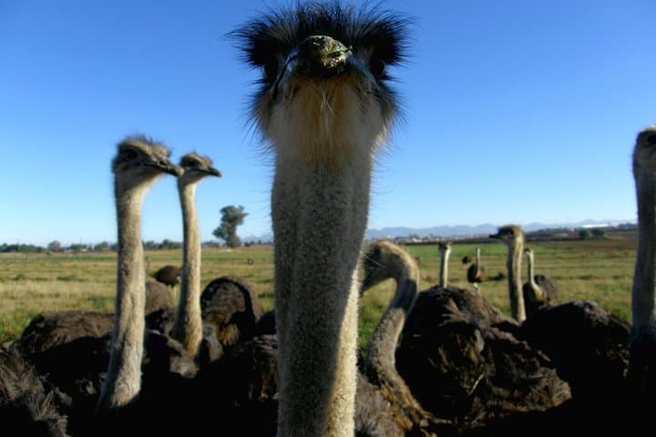 Cape of Good Hope, Cape Point & Penguins Private customizable Full Day Tour