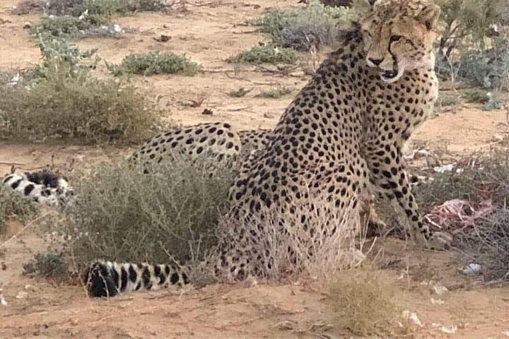 Cape Town Safari Transfers