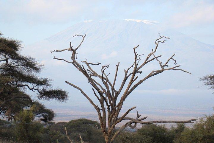 Day trip to Amboseli National Park