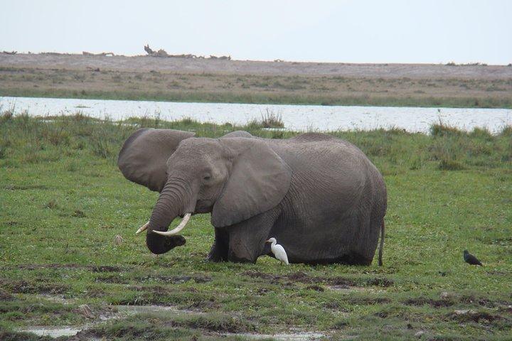 Day trip to Amboseli National Park