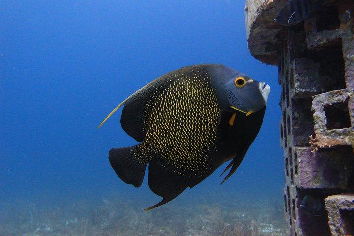 For certified Divers Experience the Under Water Museum and the Manchones Reef