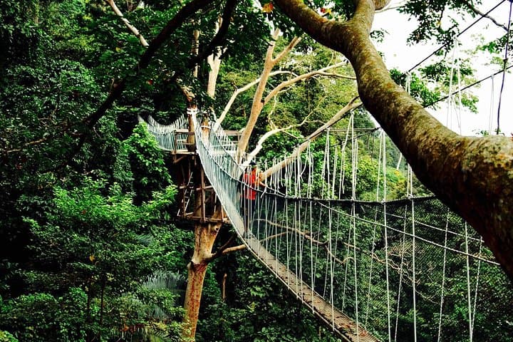 Forest Research Institute Malaysia (FRIM) Nature Trekking Tour