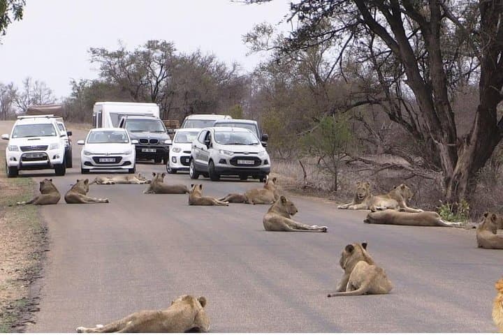 Half Day Nairobi National Park Guided Tour From Nairobi
