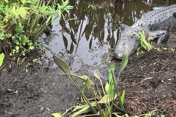 90 minute Everglades Airboat Tour near Orlando Florida